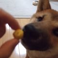 ルリナ's cooksnap of when they made わんこの簡単おやつかぼちゃのボーロ.