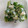 Sable00's cooksnap of when they made 【離乳食完了期】枝豆ときゅうりの白和え.