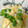 玲咲まま's cooksnap of when they made 新たまねぎとスナップエンドウの卵とじ.