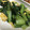 samezame's cooksnap of when they made 小松菜と卵のオイスターソース炒め.