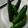 クックBNQ5PD☆'s cooksnap of when they made 新生姜☆きゅうりの一本漬け.
