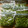 花時計咲いた's cooksnap of when they made えんどう豆冷凍～下ゆでして冷凍する方法～.