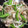 ＋SUN3's cooksnap of when they made 絹さやともやしと鶏もも肉の中華味.