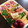 ふぅーた♥'s cooksnap of when they made 御衣黄桜 緑のお花いなり寿司 簡単運動会.