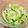 みつ葉♪'s cooksnap of when they made あと一品★春キャベツとごま油のサラダ.