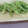 ガンズくん's cooksnap of when they made セロリ大好きさんのうまうま簡単浅漬け.