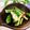 ハッピーみっけ♪'s cooksnap of when they made 毎日食べたい！きゅうりの塩麹漬け.