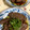 猫のミイヤ's cooksnap of when they made くじら　ゴマ油焼き　簡単　私流.