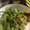 とよすみもも♪'s cooksnap of when they made ネギ坊主の塩炒め.