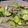 ないとけ's cooksnap of when they made パクチーもりもり豚野菜アジアン炒め.