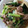 ユーロン's cooksnap of when they made 小松菜と豚肉のオイスター炒め♪.