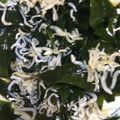 ちゃぎー's cooksnap of when they made わかめとしらすのポン酢あえ.