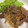 さおにゃんこ✨'s cooksnap of when they made お手軽晩御飯☆今が旬！新玉ねぎの豚丼.