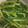 クック45ACIE☆'s cooksnap of when they made 【レンジで！】簡単ほうれん草のおひたし.