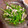 クック8E1W59☆'s cooksnap of when they made ピーマンとしめじのむしあえ.