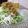 ダイナマイト漆黒's cooksnap of when they made ☆大根と水菜のジャコのせサラダ☆.