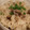 iyo＊'s cooksnap of when they made 炊飯器一つで☆牛ごぼうの炊き込みご飯.