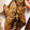 よこよこ☆☆'s cooksnap of when they made 香ばしいごぼうの照り焼き揚げ.