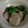 りるみな's cooksnap of when they made 貝柱とほうれん草のからし酢みそ合え.