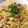 くろさとる's cooksnap of when they made ピリリ！ゆず胡椒のパスタ。.