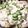 SIGUEL's cooksnap of when they made 簡単！豆腐とオクラのサラダ.