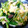 はとちむのまま子's cooksnap of when they made ターサイと玉子の中華炒め.
