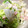 ファットン55's cooksnap of when they made 白菜とえのきのツナマヨサラダ.