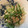 クック7H4XIN☆'s cooksnap of when they made 水菜ときゅうりとかにかまのツナマヨサラダ.
