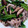 クック105KEH☆'s cooksnap of when they made ターサイと豚肉の炒め物.