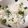くま五郎's cooksnap of when they made 豆ごはん最大のポイントは豆を別で茹でる！.