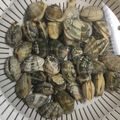 どぅくどぅくぼん！'s cooksnap of when they made あさりがビックリ50度洗いで簡単砂だし.