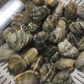 どぅくどぅくぼん！'s cooksnap of when they made ５分で貝の砂抜き.
