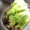 azbjbn's cooksnap of when they made 元気のない野菜は湯洗いしましょう♪.