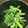 クック7FNN0F☆'s cooksnap of when they made アスパラの実山椒炒め.