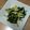 ogyu8786's cooksnap of when they made 超簡単！ニラとキュウリの塩昆布和え.