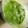 み1046sa's cooksnap of when they made 便秘に効く！皮ごとキウイスムージー.