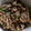 ◇さとみ◇'s cooksnap of when they made ご飯がすすむ☆豚肉と舞茸ともやし炒め.