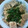 ユッキー1119's cooksnap of when they made 簡単！１鍋☆焼売ともやしのからし蒸し.