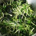ひなたこやき's cooksnap of when they made 豆苗と韓国海苔のシャキうまサラダ.