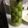 yukong100's cooksnap of when they made 放置でOK☆かびにくい梅酢.