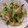 ゆりYO船長's cooksnap of when they made レタスの干しエビいため.