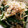 Jyohana's cooksnap of when they made ∞おつまみWほうれん草＆えのき❀お浸し.