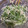 実菜♪'s cooksnap of when they made 水菜とツナのごまマヨネーズレシピ.