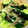 piro0829's cooksnap of when they made たたきキュウリと茗荷の簡単さっぱり漬け.