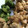 クックO7Y70W☆'s cooksnap of when they made 一度に揚げる✿理想の鶏のから揚げ.