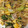 はらさわひでゆき's cooksnap of when they made ちんげん菜と卵のオイスター炒め.