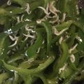 クック878XT6☆'s cooksnap of when they made 簡単 無限ピーマン シラスバージョン.