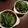 ♪さぁーちゃん♪'s cooksnap of when they made 5分で簡単あと1品！水菜としめじのサラダ.