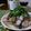 ダイナマイト漆黒's cooksnap of when they made あさりと豚肉のポルトガル風煮込み.