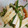 ＊ちゃちゅ＊'s cooksnap of when they made 長芋とオクラの中華風和え物.